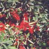 Silver Buffaloberry #2 - Image 2